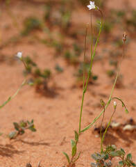 Wahlenbergia gracilenta