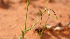 Wahlenbergia gracilenta
