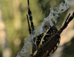 Argiope picta