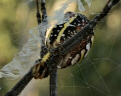 Argiope picta