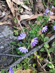 Scaevola albida