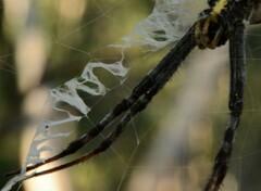 Argiope picta