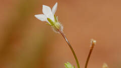 Wahlenbergia gracilenta