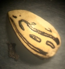 Zygogramma heterothecae