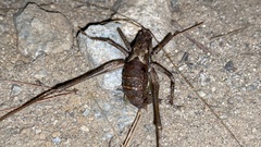 Paratlanticus ussuriensis