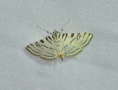 Conchylodes concinnalis