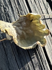 Peltigera membranacea