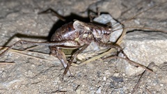 Paratlanticus ussuriensis