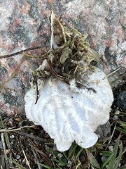 Peltigera membranacea