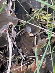 Peltigera membranacea