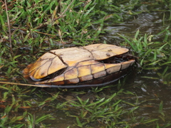 Kinosternon scorpioides