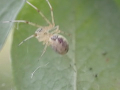 Pityohyphantes