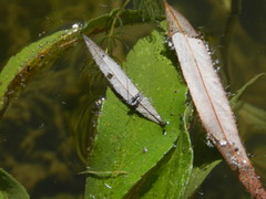 Neogerris hesione