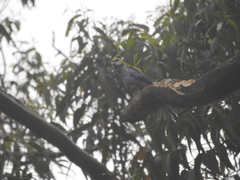 Platycercus adscitus