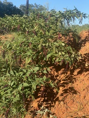 Phytolacca americana