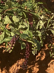 Phytolacca americana