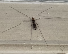 Ischnotoma