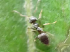 Lasius americanus