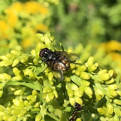 Musca autumnalis