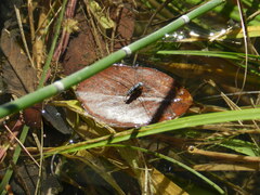 Neogerris hesione