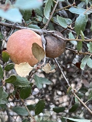 Andricus quercuscalifornicus