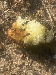 Dorymyrmex smithi