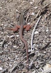 Aspidoscelis angusticeps