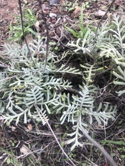 Lavandula