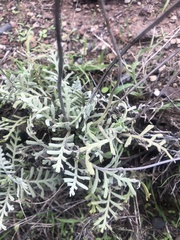 Lavandula