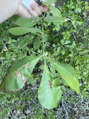 Carya texana