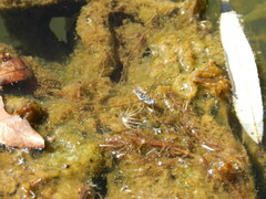 Neogerris hesione