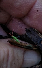 Trigonotylus caelestialium