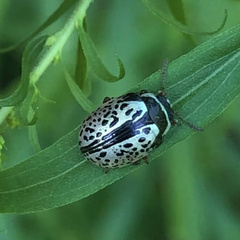Calligrapha multipunctata
