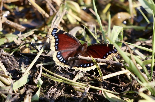 Mourning cloak