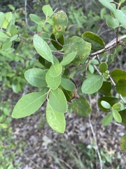 Vaccinium arboreum