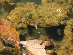 Neogerris hesione