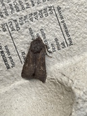 Aporophyla lutulenta