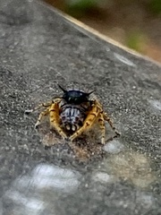 Phidippus mystaceus