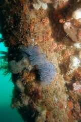Clavelina moluccensis