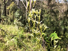 Clematis glycinoides