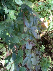 Rubus canadensis