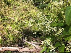Clematis glycinoides