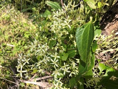 Clematis glycinoides