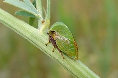 Stictocephala lutea