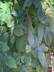 Rubus canadensis