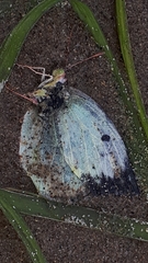 Colias philodice