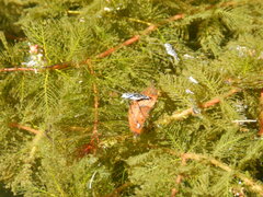 Neogerris hesione