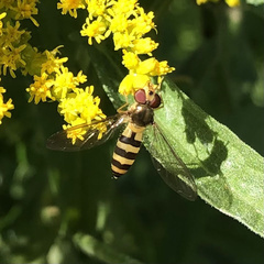 Meliscaeva cinctella image