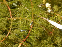 Neogerris hesione