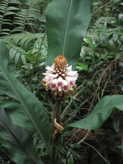 Alpinia